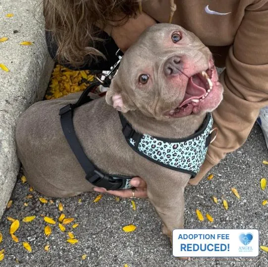 A young medium-sized female American Bulldog dog named Mia for adoption in Naperville, IL