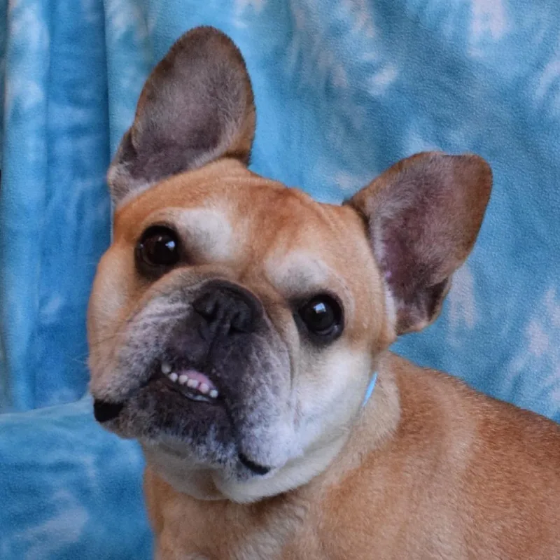 Pippa thumbnail 2