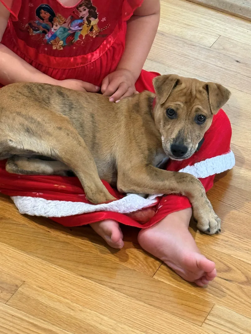 A baby medium-sized female Yellow / Tan / Blond / Fawn Feist dog named Roxy McRuffy Local for adoption in Andover, MA