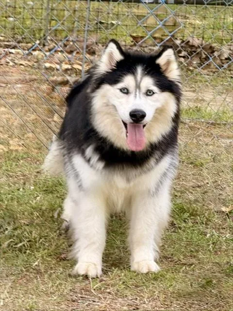 An adult medium-sized female Husky dog named Cora for adoption in Boston, MA