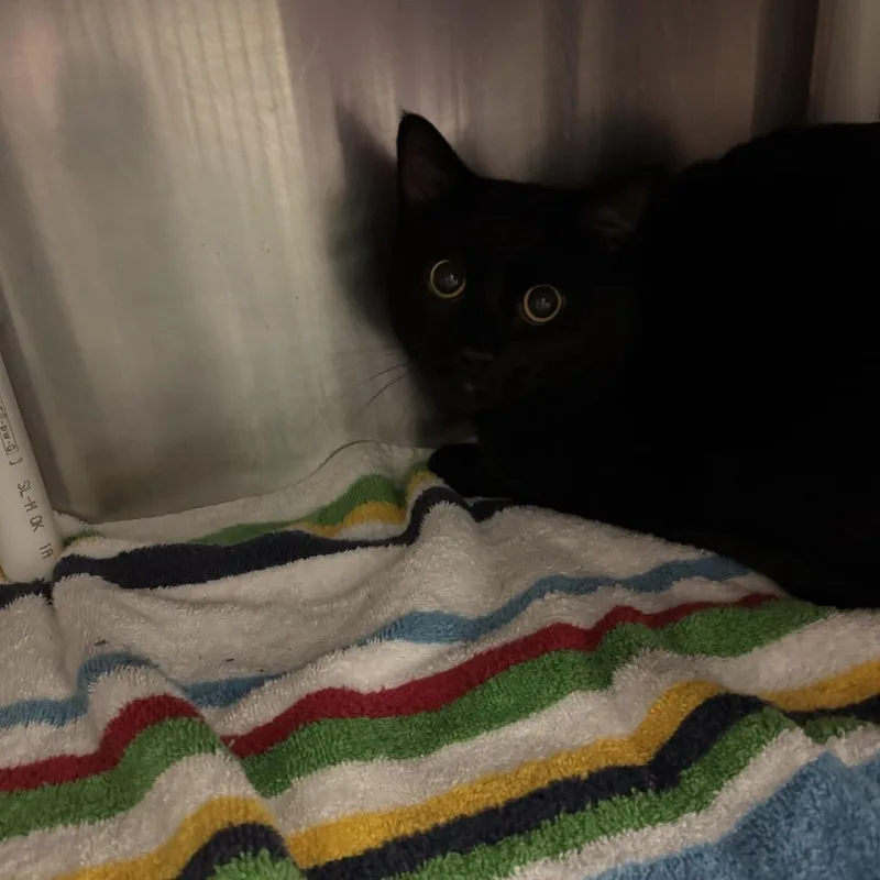An adult large-sized male Black Domestic Short Hair cat named Slither for adoption in Murray, UT