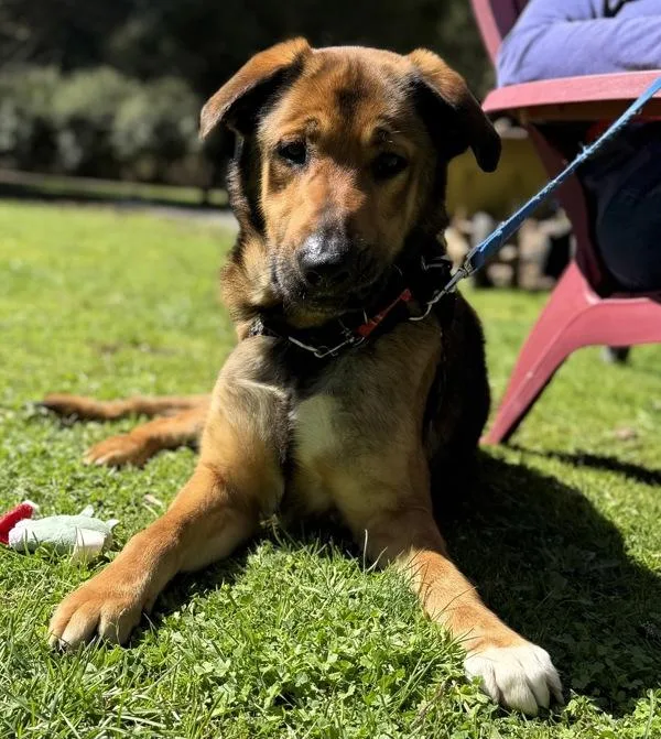 An adult medium-sized male German Shepherd Dog dog named Dillon for adoption in Vancouver, WA