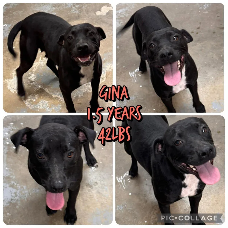 A young small-sized female Mixed Breed dog named Gina for adoption in Holbrook, NY