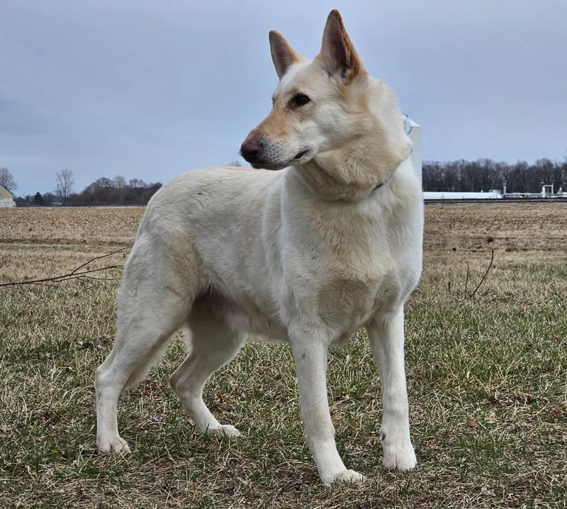 An adult medium-sized female German Shepherd Dog dog named Elsa for adoption in Huntington, IN