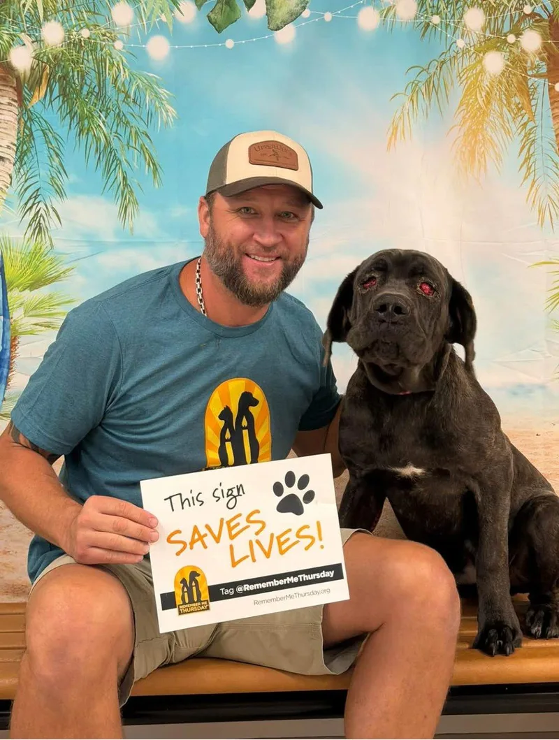 A young large-sized male Cane Corso dog named Bruce for adoption in Oswego, IL