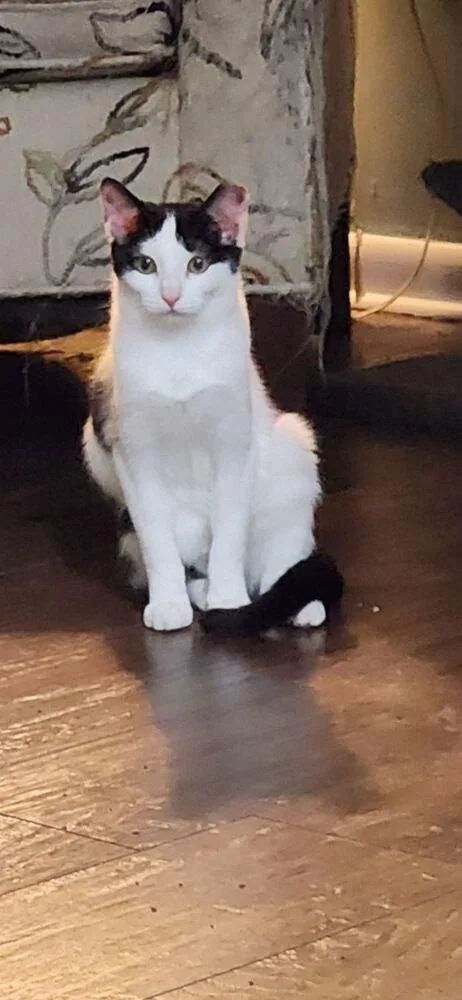 A baby small-sized female Black & White / Tuxedo Domestic Short Hair cat named Cate for adoption in Willingboro, NJ