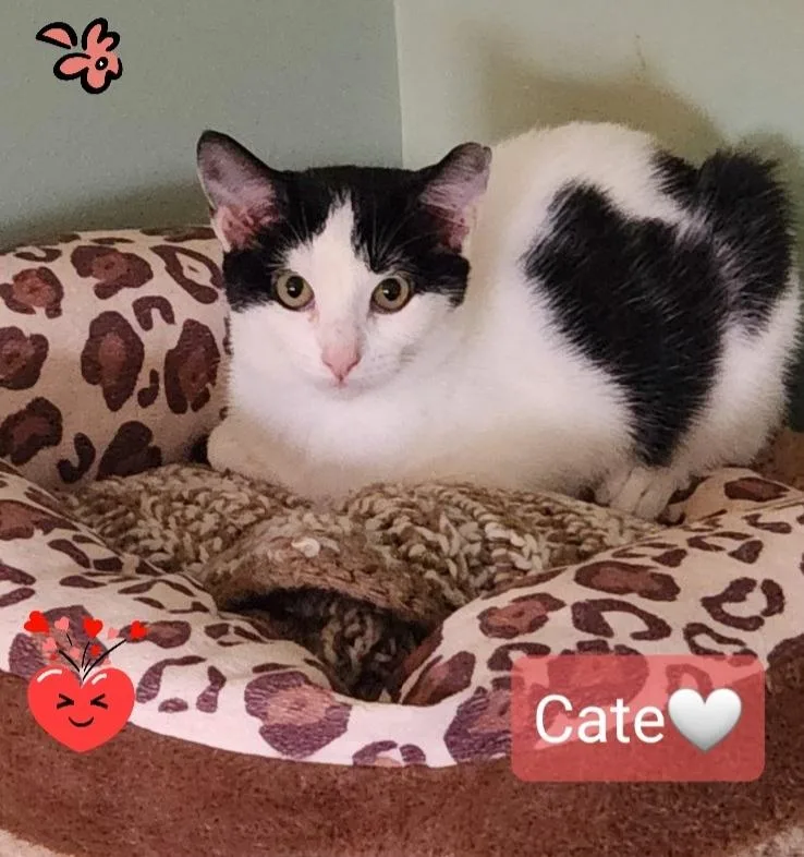 Cate thumbnail 3