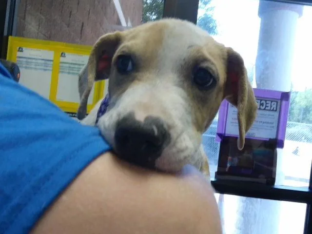 A baby medium-sized male Boxer dog named Jimmy for adoption in Tulsa, OK