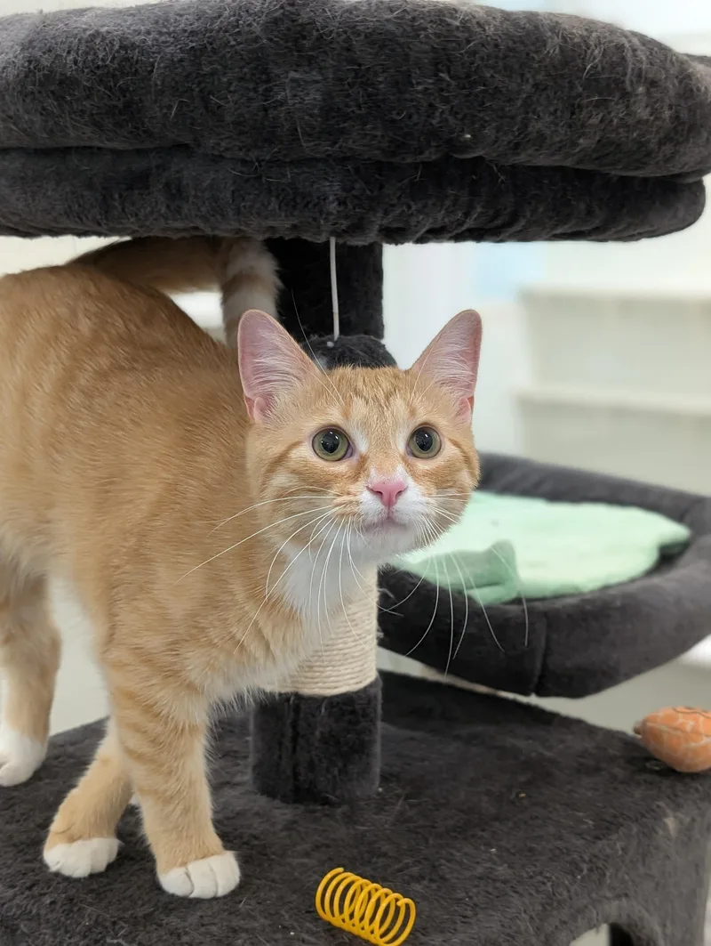 A young medium-sized female Orange & White Domestic Short Hair cat named Firefly for adoption in Tilton, IL