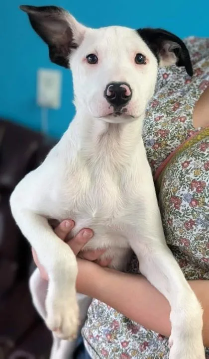 A baby small-sized male Border Collie dog named Mouch for adoption in La Harpe, KS