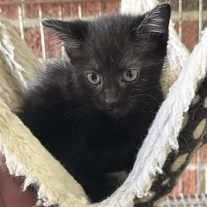 A baby small-sized female Black Domestic Short Hair cat named Phoebe for adoption in Goshen, IN