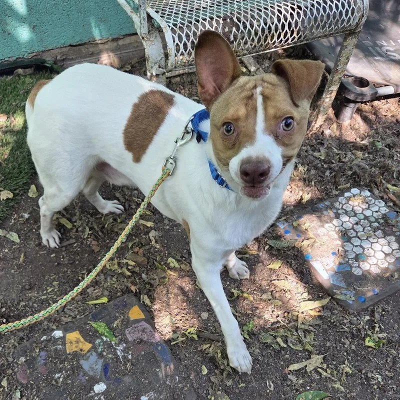 Mortimer thumbnail 3