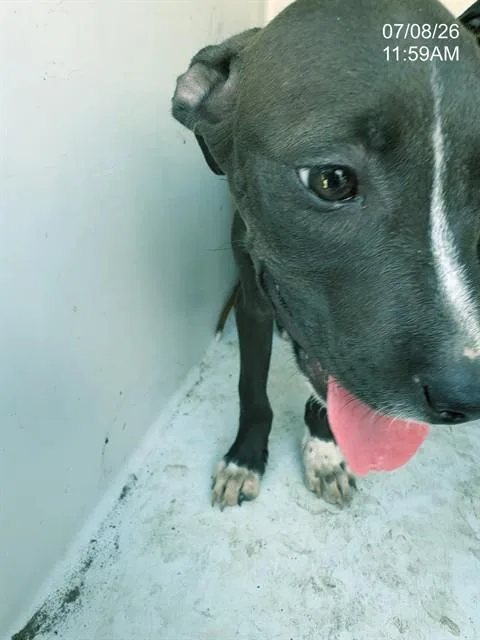 A baby small-sized male Pit Bull Terrier dog named Heath for adoption in Augusta, GA