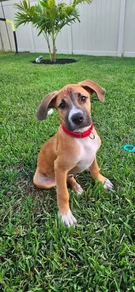 A baby large-sized male Golden Black Mouth Cur dog named Syd for adoption in Palm Bay, FL