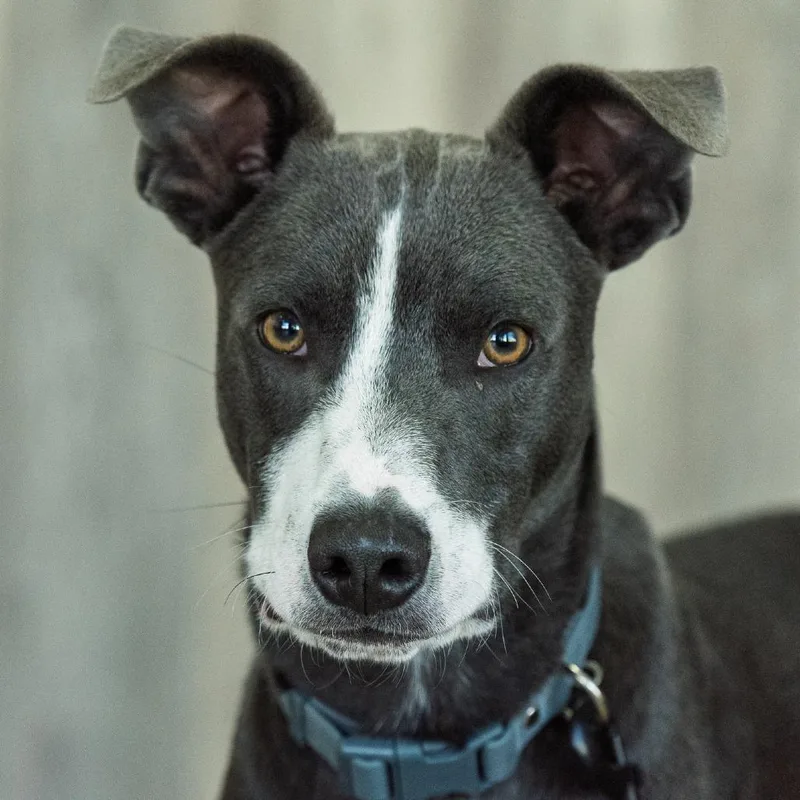 A young medium-sized male Gray / Blue / Silver Pit Bull Terrier dog named Manny for adoption in Idaho Falls, ID