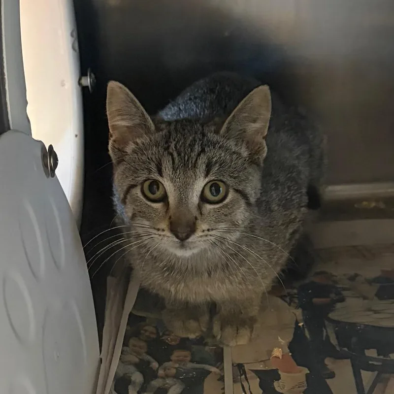 A baby small-sized male Brown / Chocolate Domestic Short Hair cat named Crusty for adoption in Waukesha, WI