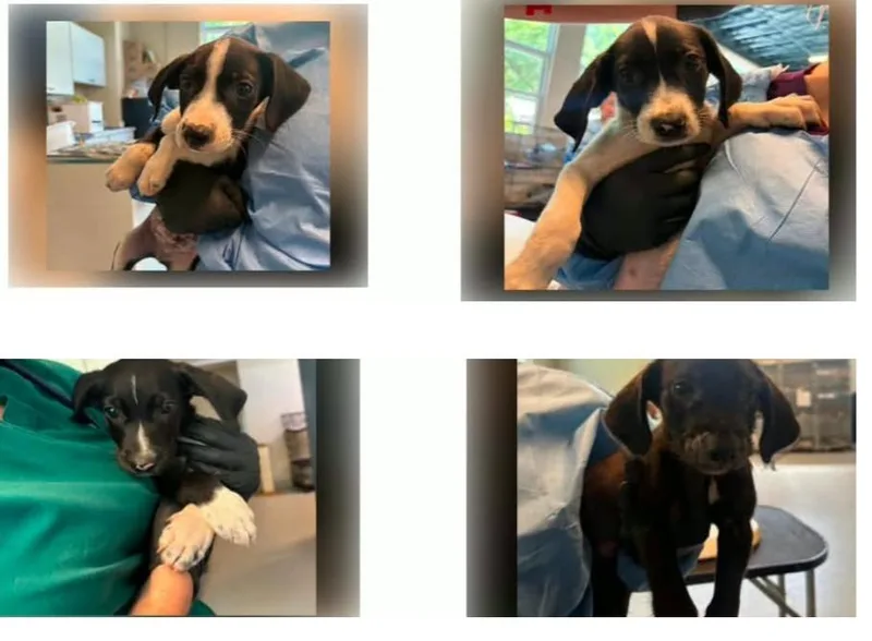 A baby medium-sized male Pointer dog named Frederick for adoption in Newport, KY