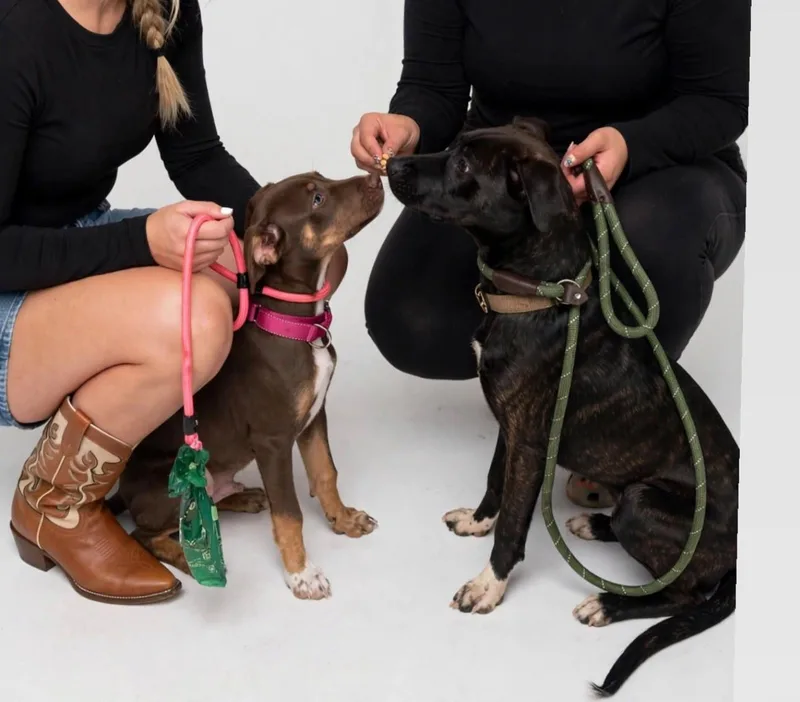 A young medium-sized male Black Mouth Cur dog named Benedict AKA Benny for adoption in houston, TX