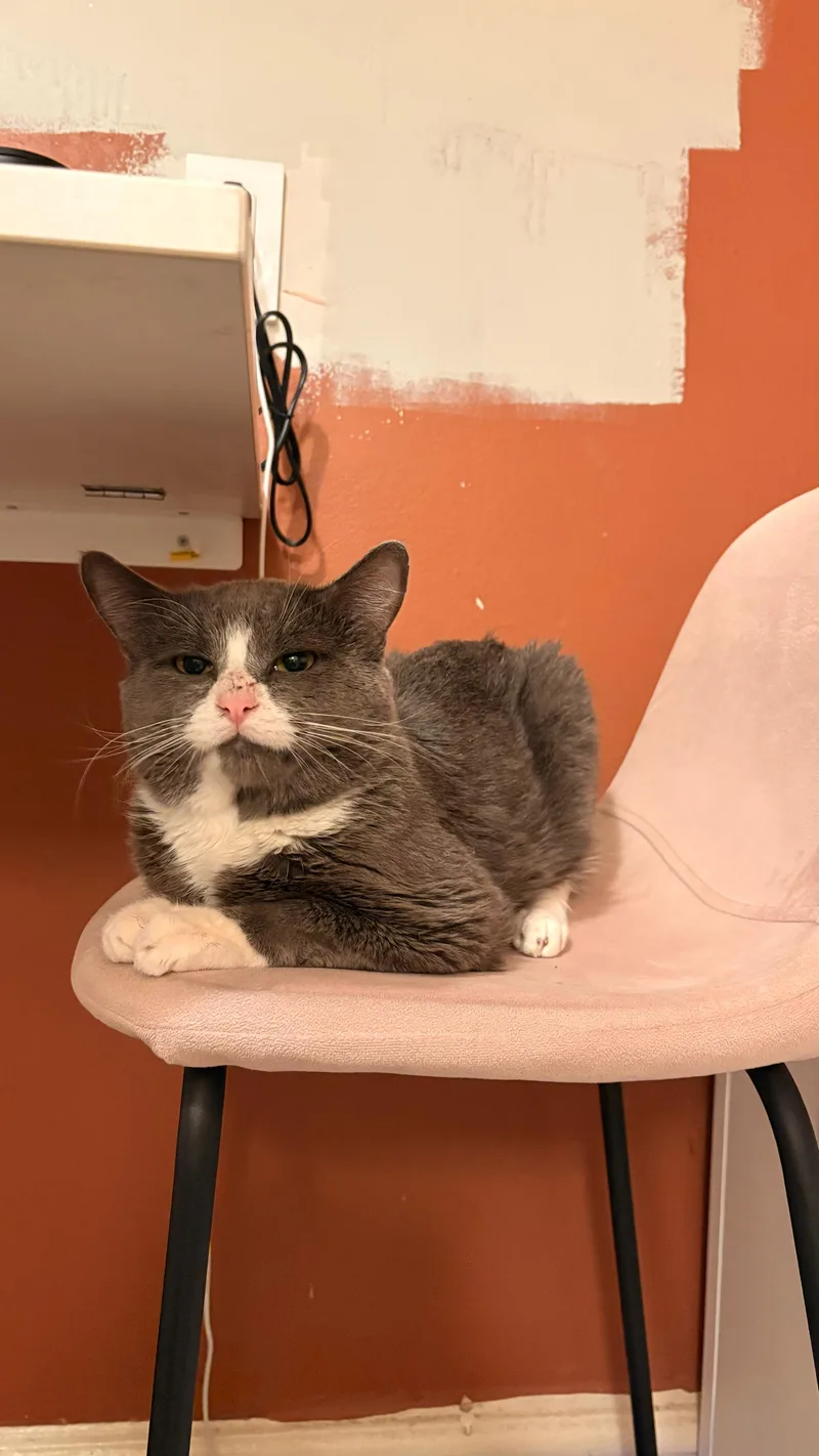 Pork Chop thumbnail 2