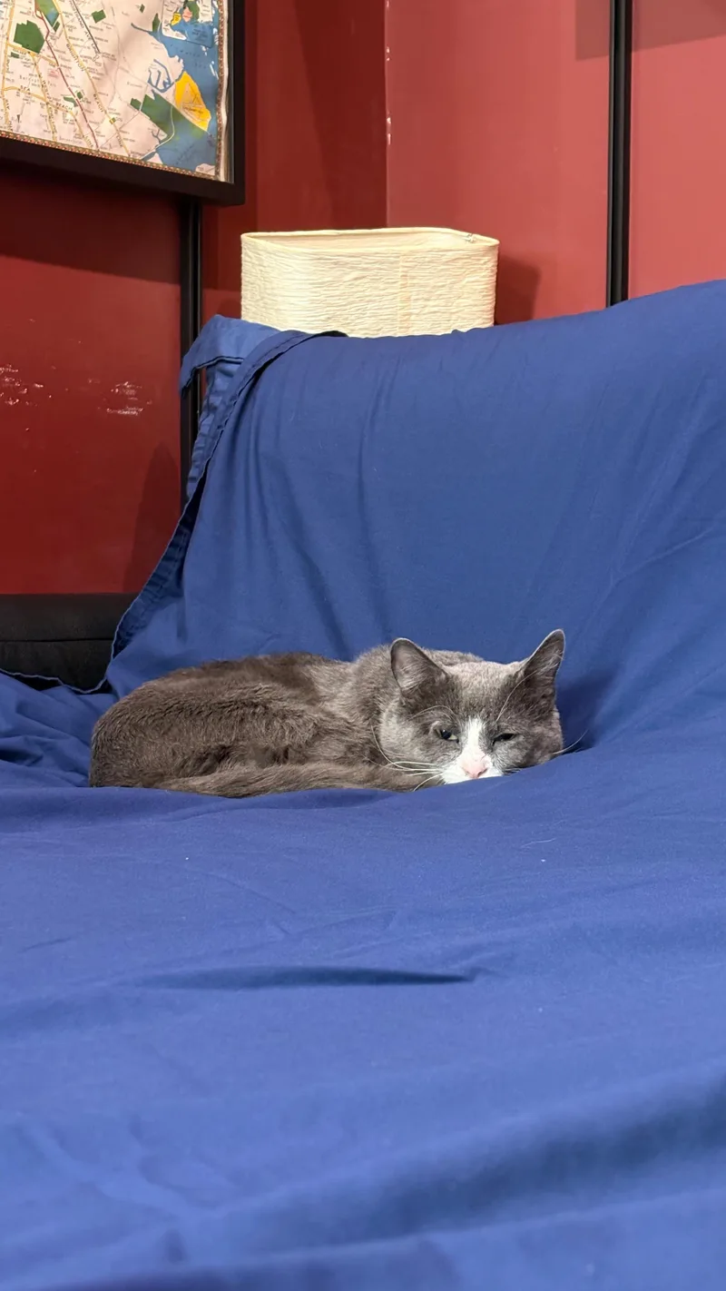 Pork Chop thumbnail 3