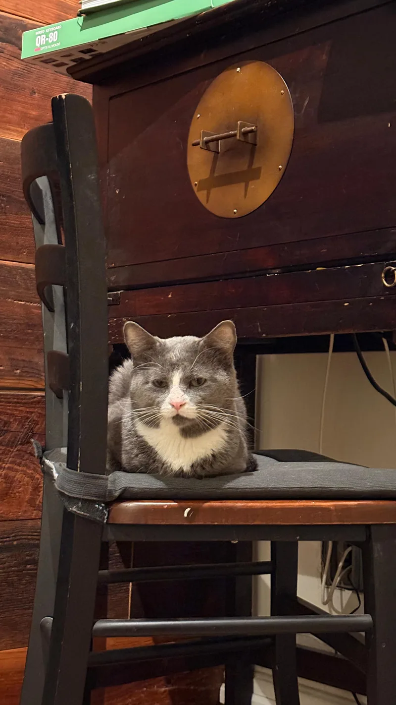 Pork Chop thumbnail 5