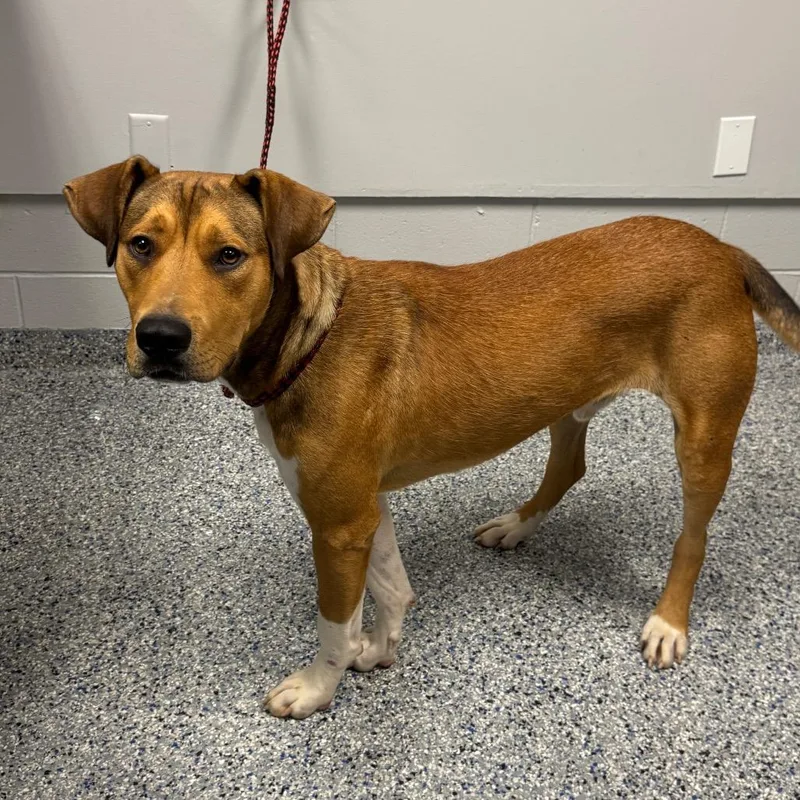 A young large-sized male Brown / Chocolate Mixed Breed dog named Moose for adoption in Greenville, SC