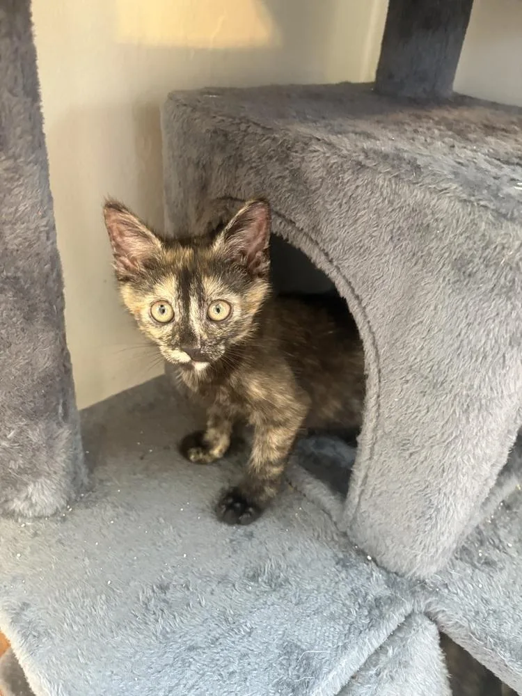 A baby medium-sized female Domestic Short Hair cat named Papaya for adoption in Clinton Township, MI