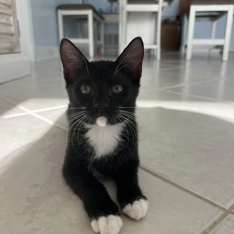 A baby small-sized female Black Domestic Short Hair cat named Bridgett for adoption in West Palm Beach, FL