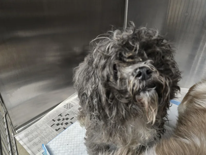 An adult small-sized female Poodle dog named Maze for adoption in Chatsworth, CA