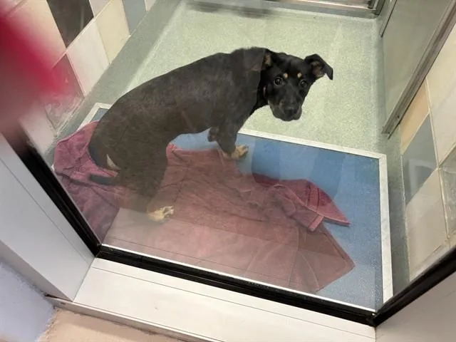 A baby large-sized female German Shepherd Dog dog named Heidi A for adoption in Plano, TX