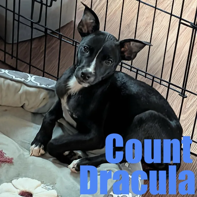 A baby medium-sized male Terrier dog named Count Dracula for adoption in Ellicott City, MD