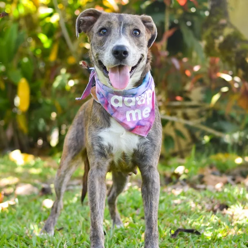 An adult small-sized female Yellow / Tan / Blond / Fawn Mixed Breed dog named Jessie for adoption in Kailua Kona, HI