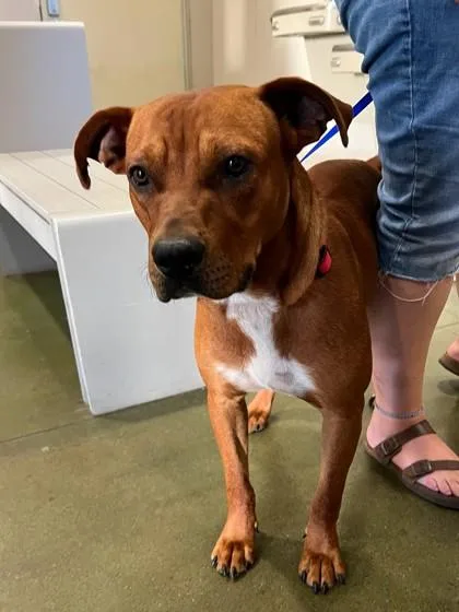 An adult large-sized male Hound dog named Rusty for adoption in Honolulu, HI