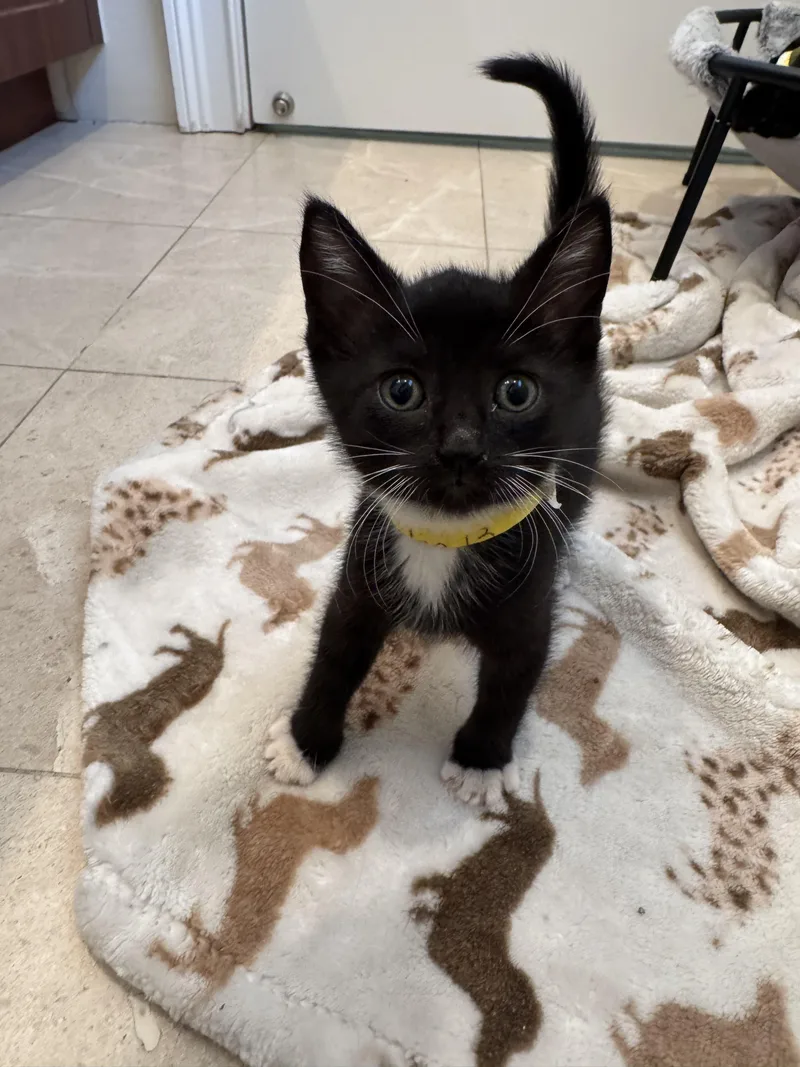 A baby medium-sized male Black & White / Tuxedo Tuxedo cat named Figaro for adoption in Sunrise, FL