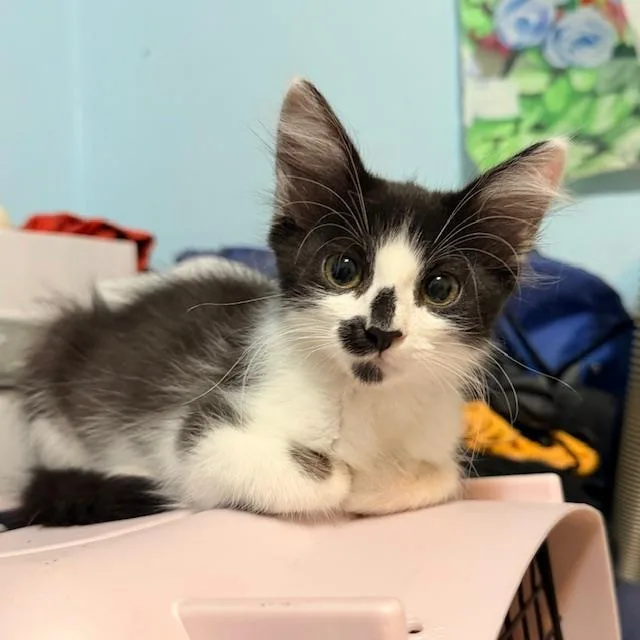 A baby small-sized female Domestic Medium Hair cat named Rosalia for adoption in Tustin, CA