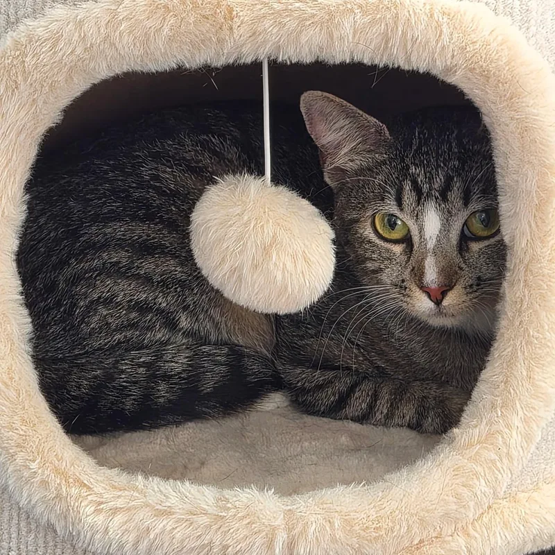 A young medium-sized female Tabby (Brown / Chocolate) Domestic Short Hair cat named Minerva for adoption in Orange, CA