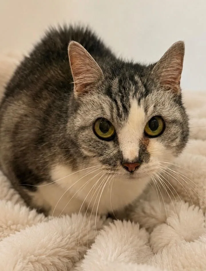 A senior medium-sized female Domestic Short Hair cat named Princess for adoption in Columbia, TN