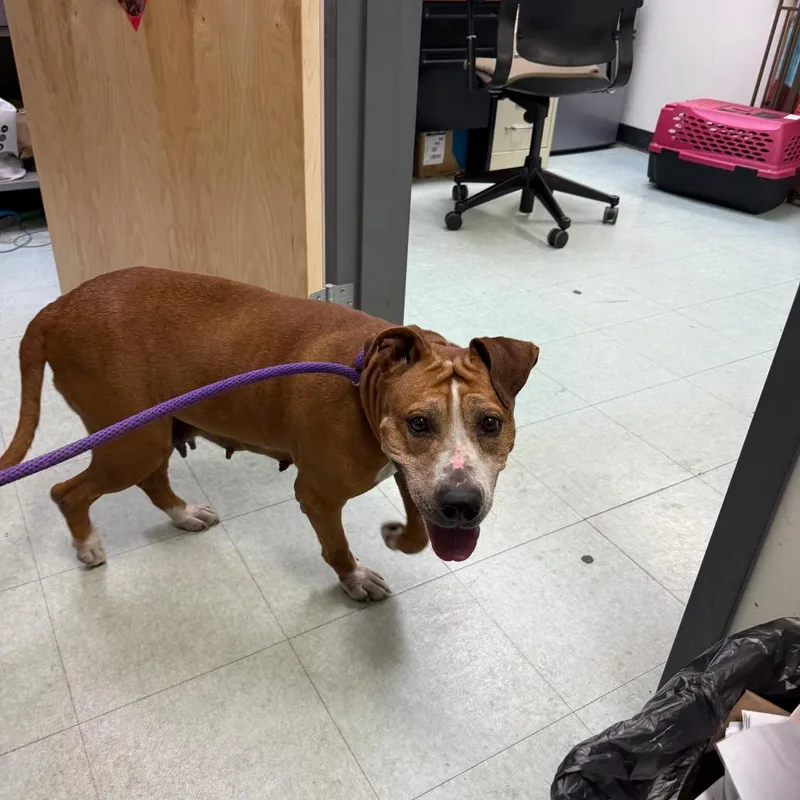 A senior medium-sized female Brown / Chocolate Pit Bull Terrier dog named Brandy for adoption in Philadelphia, PA