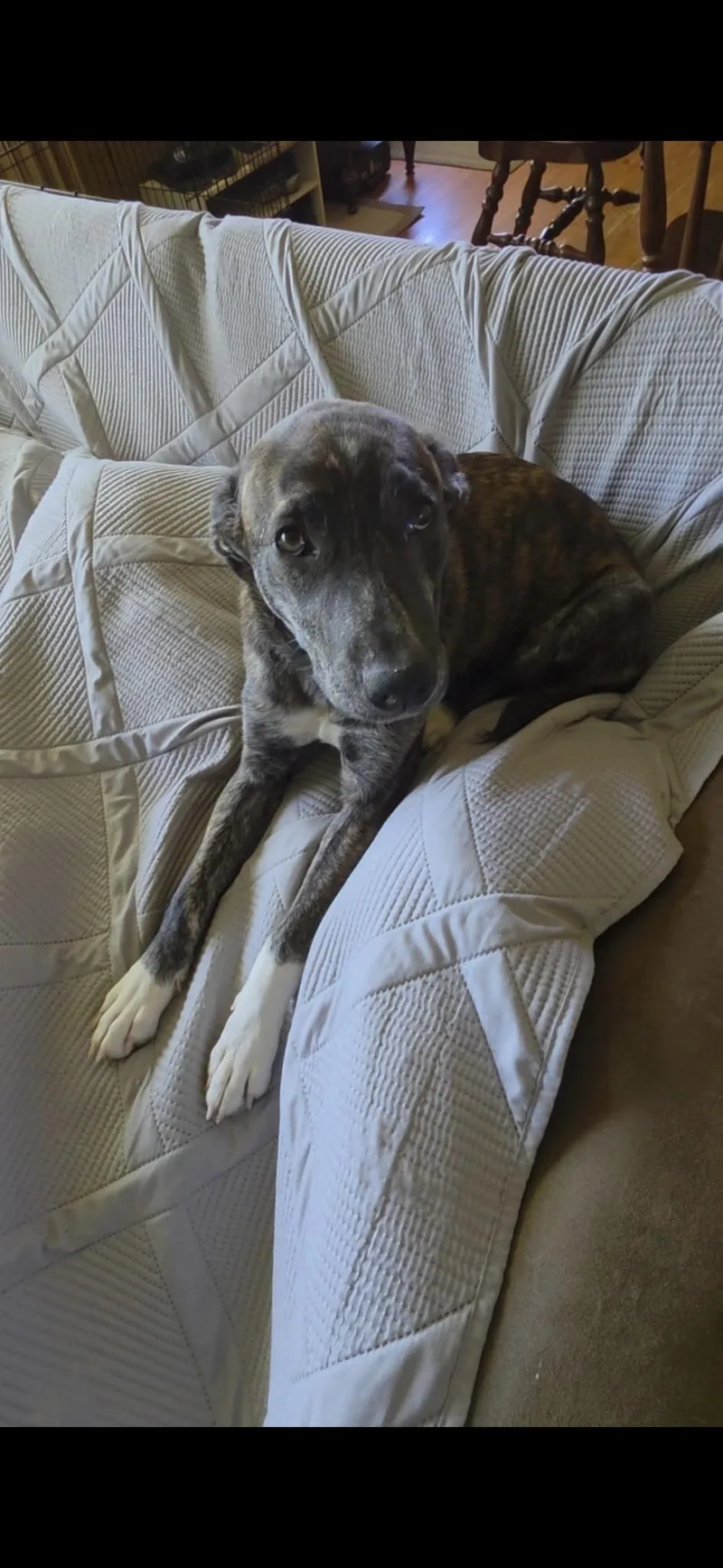 A young large-sized female Mixed Breed dog named Bailey for adoption in Monona, WI