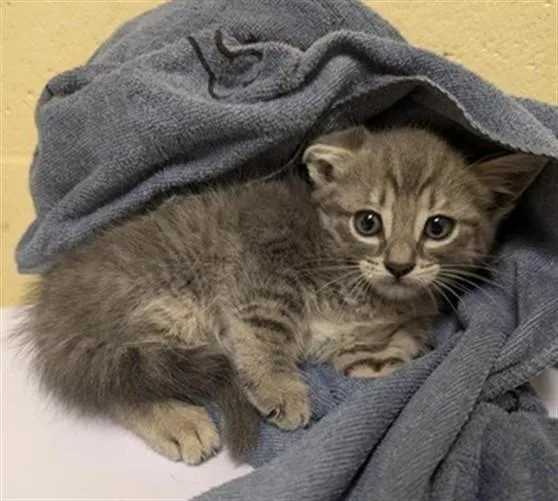 A baby small-sized female Domestic Short Hair cat named Hester for adoption in Sacramento, CA