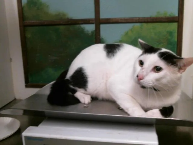 An adult large-sized male Domestic Short Hair cat named Mr. Meow for adoption in Houston, TX