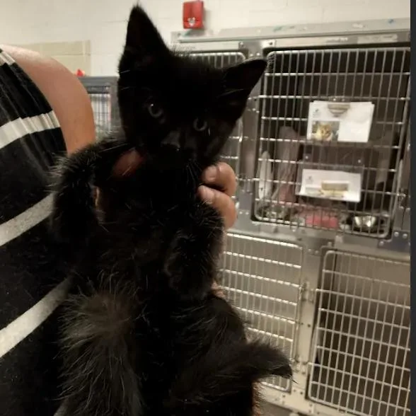 A baby small-sized male Black Domestic Short Hair cat named DutchC for adoption in East Saint Louis, IL