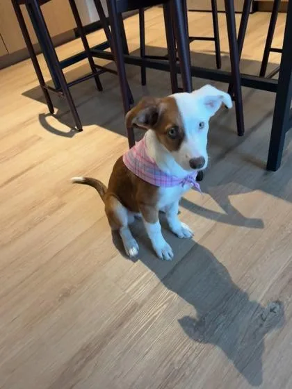 A baby medium-sized female Mixed Breed dog named Shirleyverse for adoption in Knoxville, TN