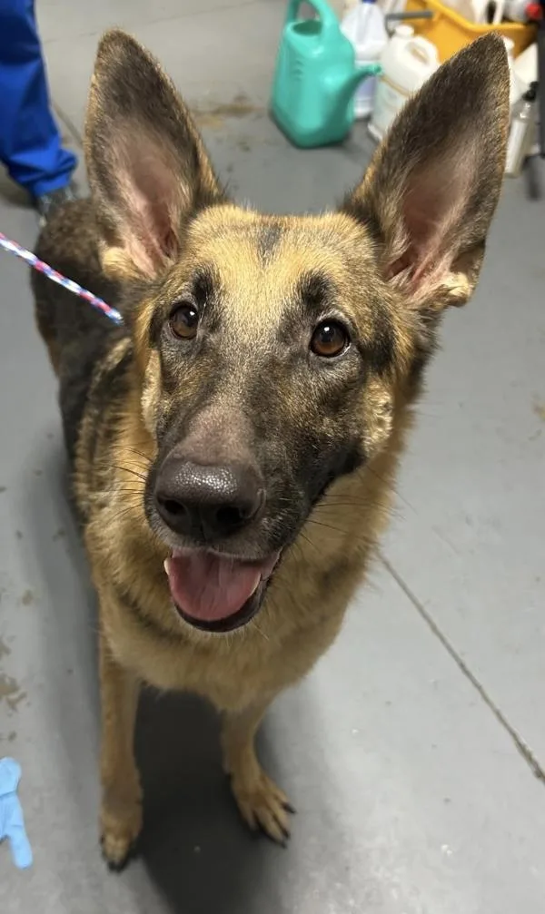 An adult large-sized female German Shepherd Dog dog named b Agatha for adoption in Dallas, GA