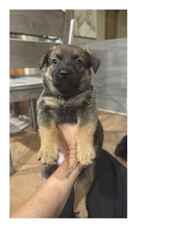 A baby small-sized female Belgian Shepherd / Malinois dog named Tico for adoption in Discovery Bay, CA