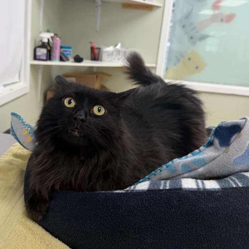 An adult large-sized female Black Domestic Medium Hair cat named Blackberry for adoption in East Smithfield , PA