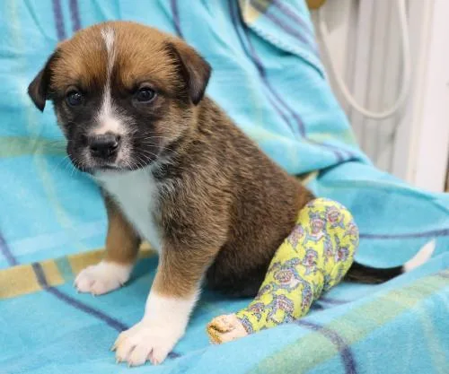 A young medium-sized female Shepherd dog named Diamond for adoption in Thief River Falls, MN