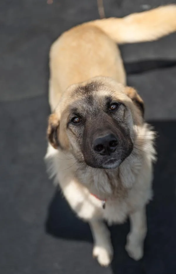 A young large-sized male Anatolian Shepherd dog named Rambler for adoption in Stratham, NH