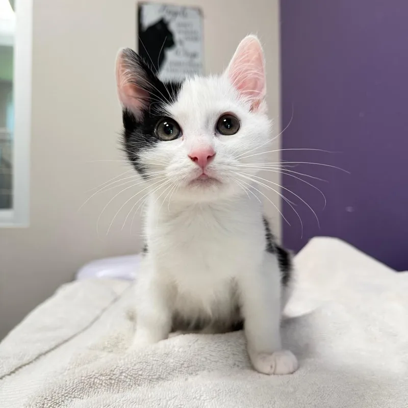 A baby small-sized male White Domestic Short Hair cat named Orion for adoption in Englewood, FL
