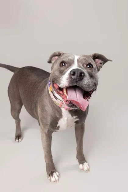 An adult large-sized female Pit Bull Terrier dog named Miss Sissy for adoption in Fishers, IN